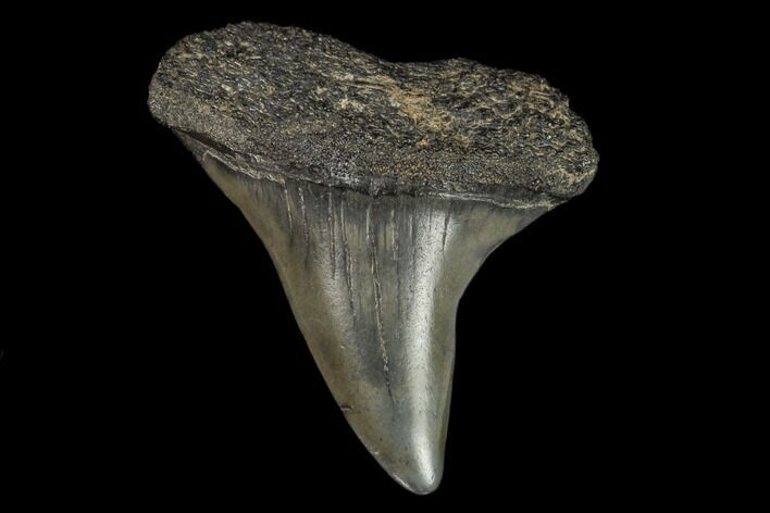 Fossil Mako Shark Tooth - South Carolina #128744